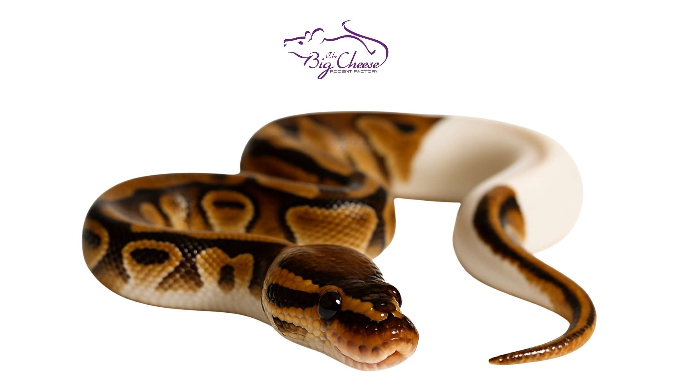 Ball Python Quick Feeding Chart by Weight: Choose the Right Big Cheese Feeders for Reptiles (By Grams)