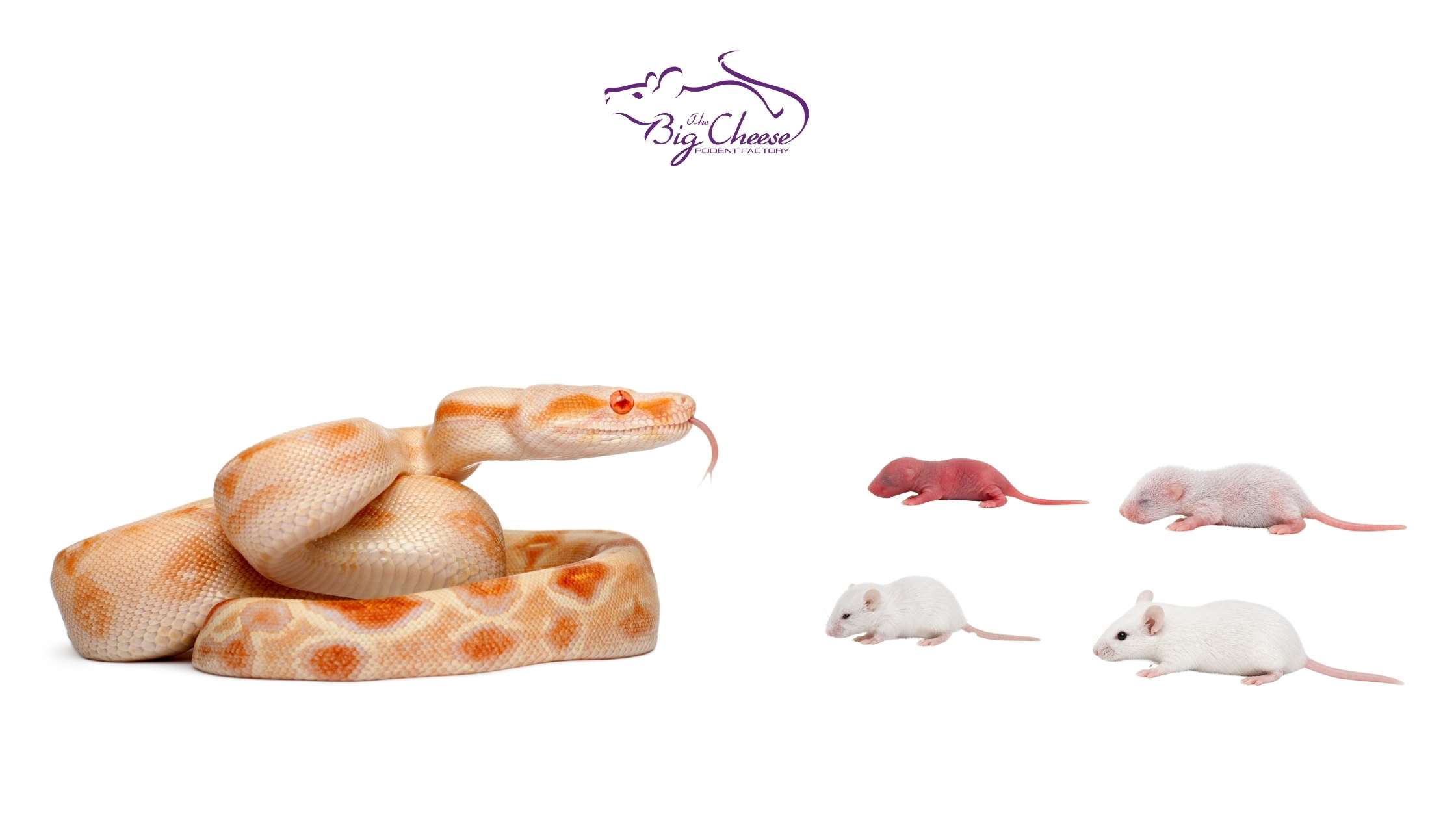 Corn Snake Quick Feeding Chart by Weight: Choose the Right Big Cheese Frozen Feeder Mice Size