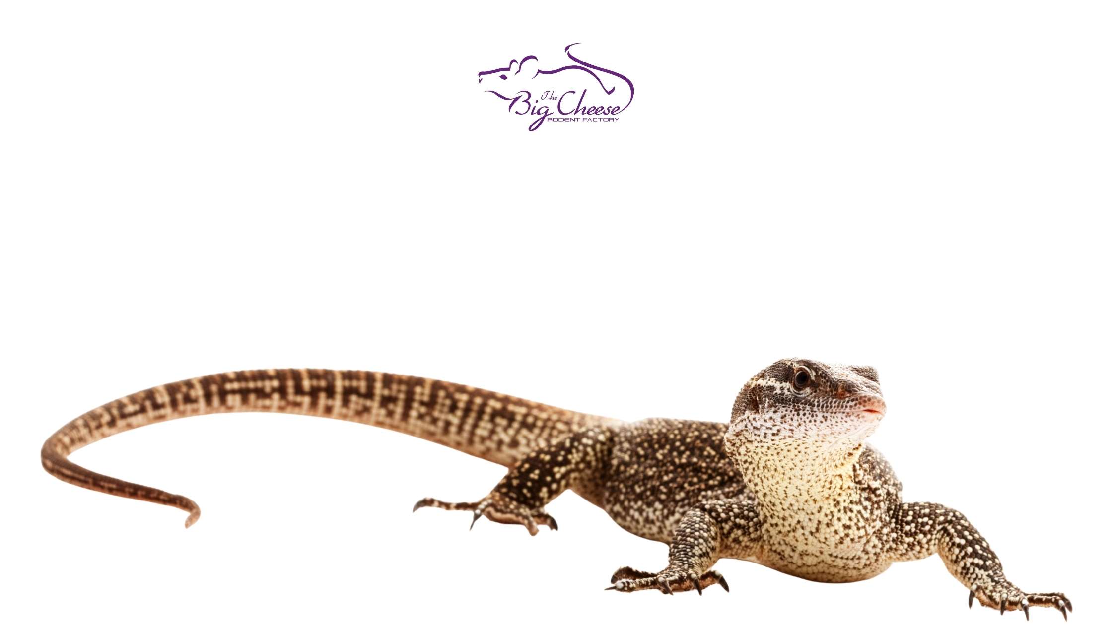 Feeding Challenges in Captive Reptiles: What Every Owner Should Know