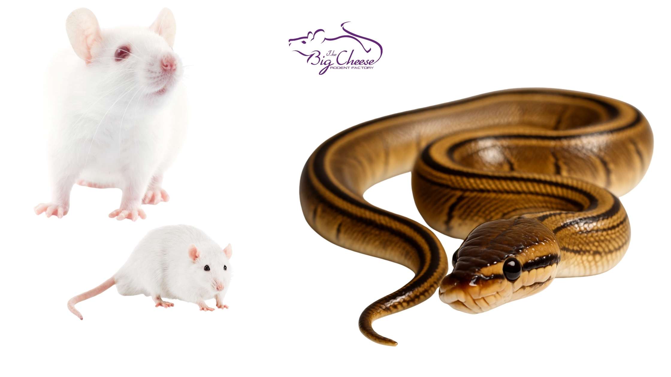 How Long Do Frozen Feeder Mice Last? Storage, Safety, and Shelf Life Explained