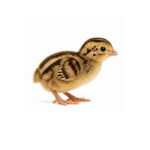 Day Old Quail
