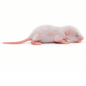 Fuzzy Mice