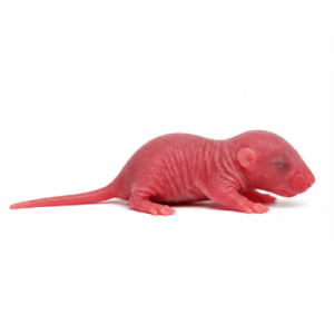 Pinky Rats