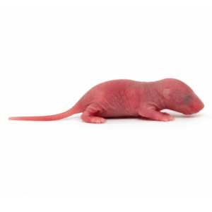 Small Pinky Mice