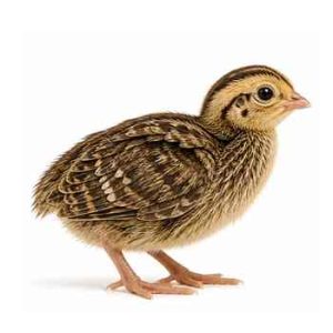 One Week Old Quail