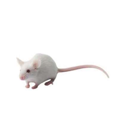 Mice