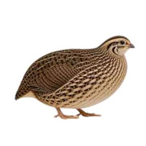 Colossal Quail