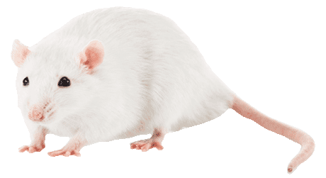 Rat