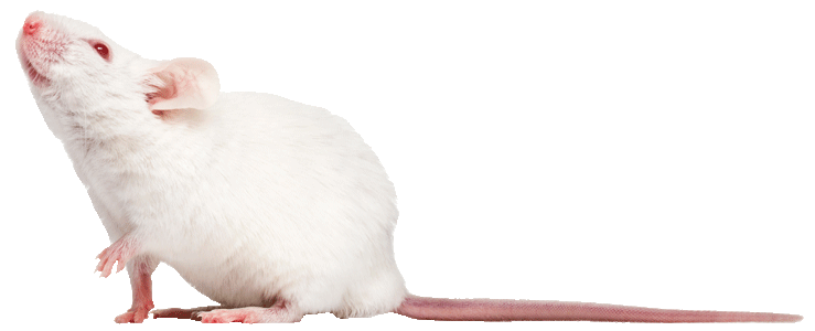 Rat